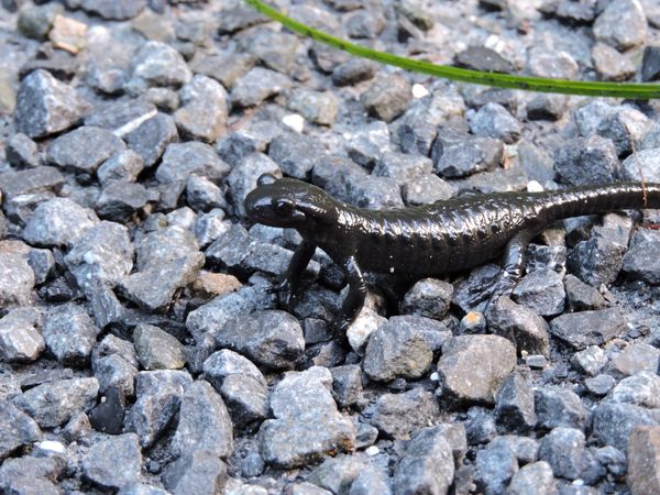 Alpine salamander thumbnail