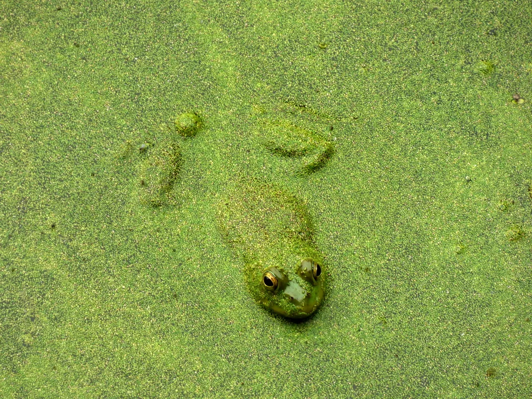 A green frog peeking out of the green water
