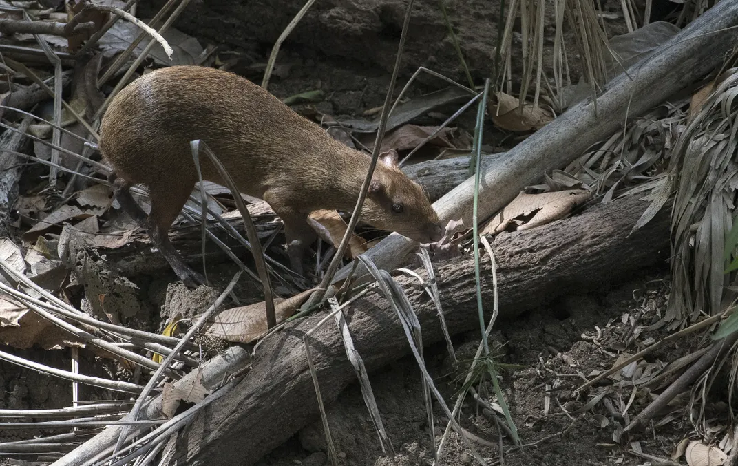 agouti