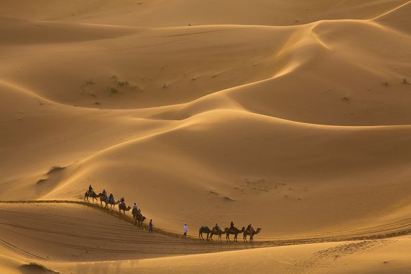 Caravan of camels crossing the desert in Merzouga, Morocco thumbnail