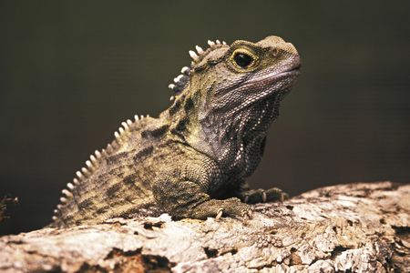 A Tuatara in New Zealand