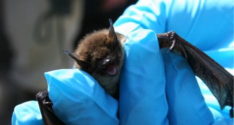 A little brown bat with symptoms of white-nose syndrome