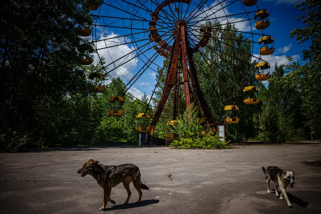 Two dogs walking on pavement in front of a rusty Ferris wheel