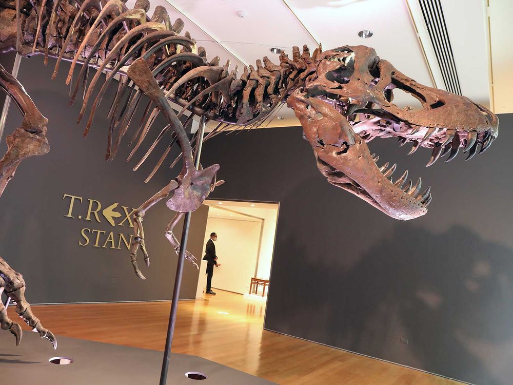 A T. Rex Sold for $31.8 Million, and Paleontologists Are Worried, Science