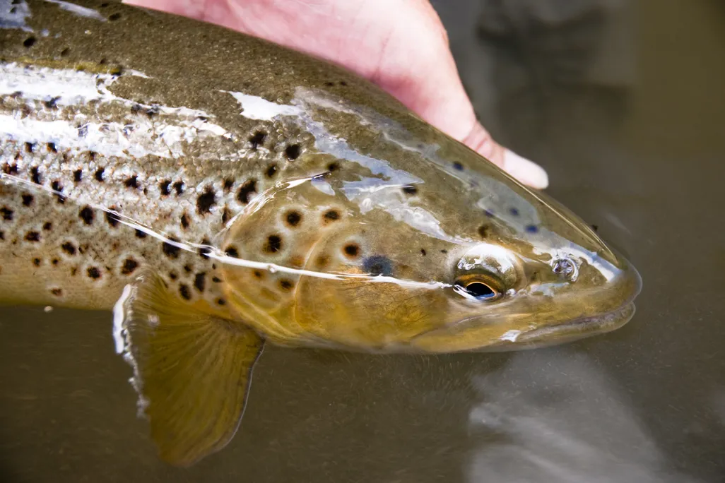 brown trout