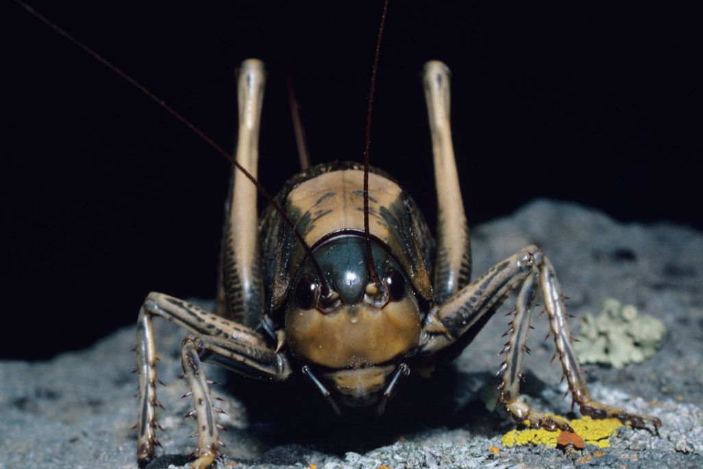yellowish-brown insect sits on stone ground