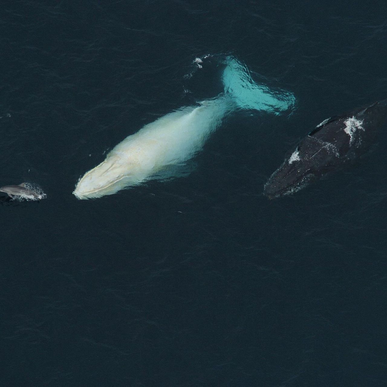 Track the Whereabouts of This Rare White Whale on Twitter