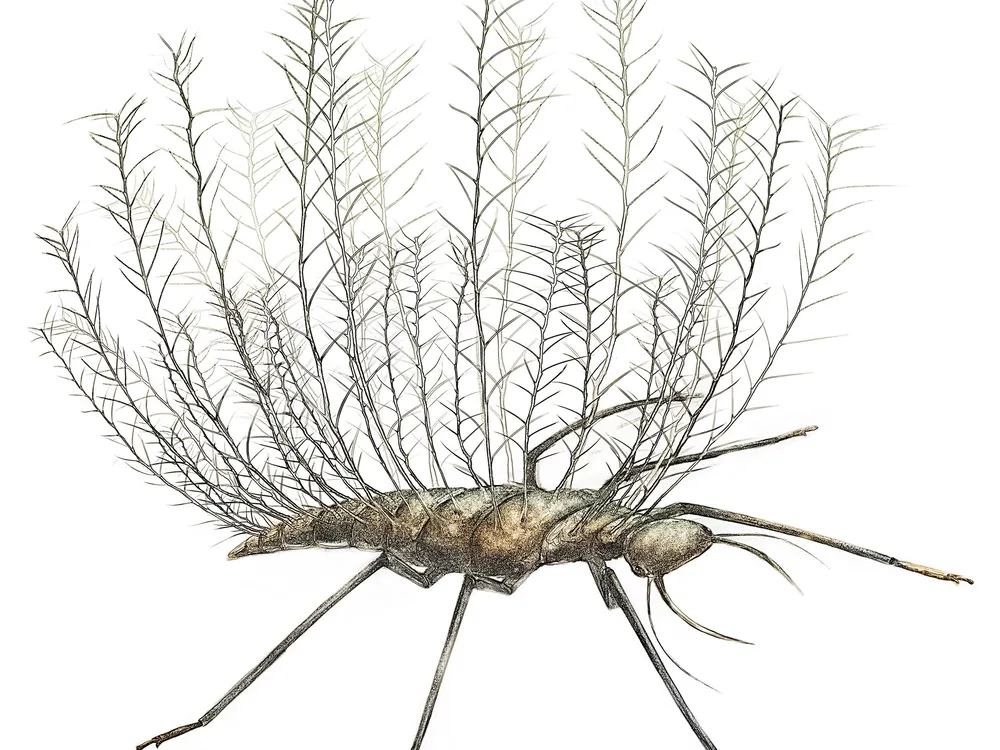 Some Ancient Insects Wore the Exoskeletons of Other Bugs to Disguise  Themselves | Science| Smithsonian Magazine