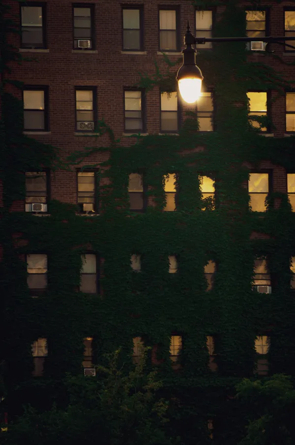 Chicago Ivy thumbnail