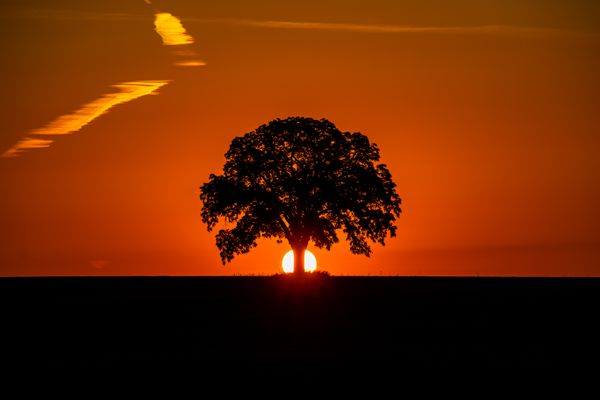 Tree of life thumbnail