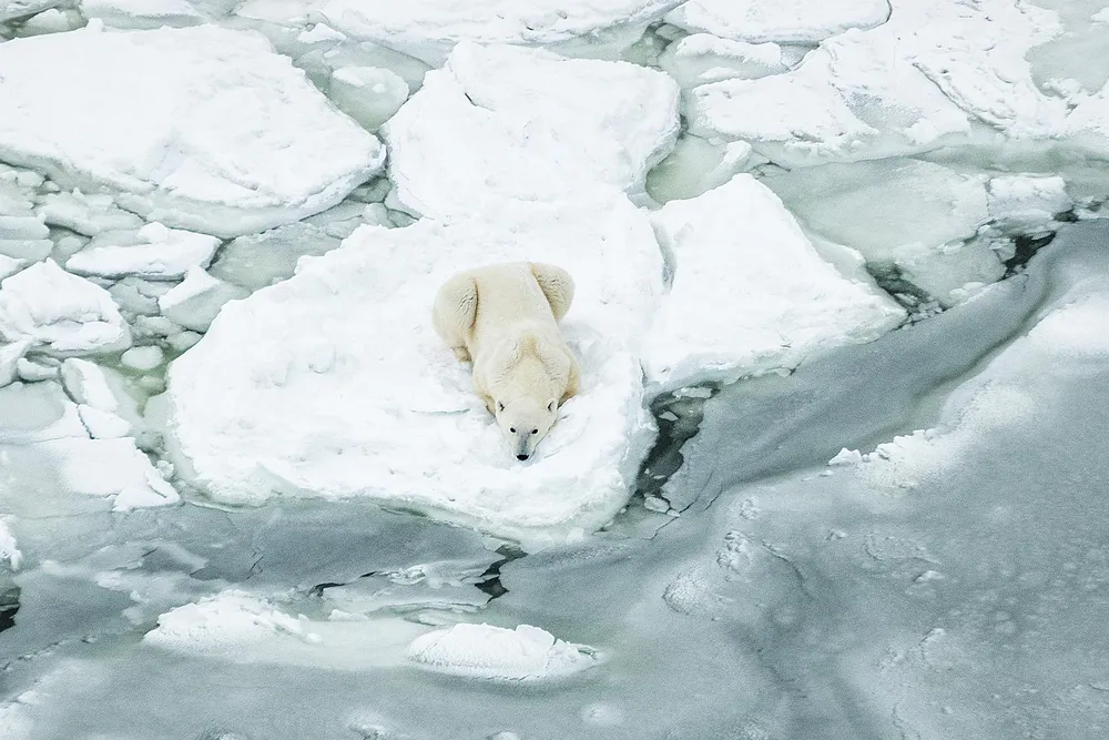 OPENER - polar bear on sea ice
