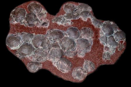 A clutch of titanosaur eggs
