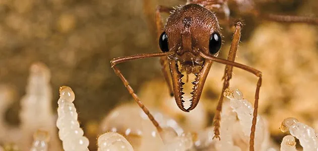 Australian bull dog ant
