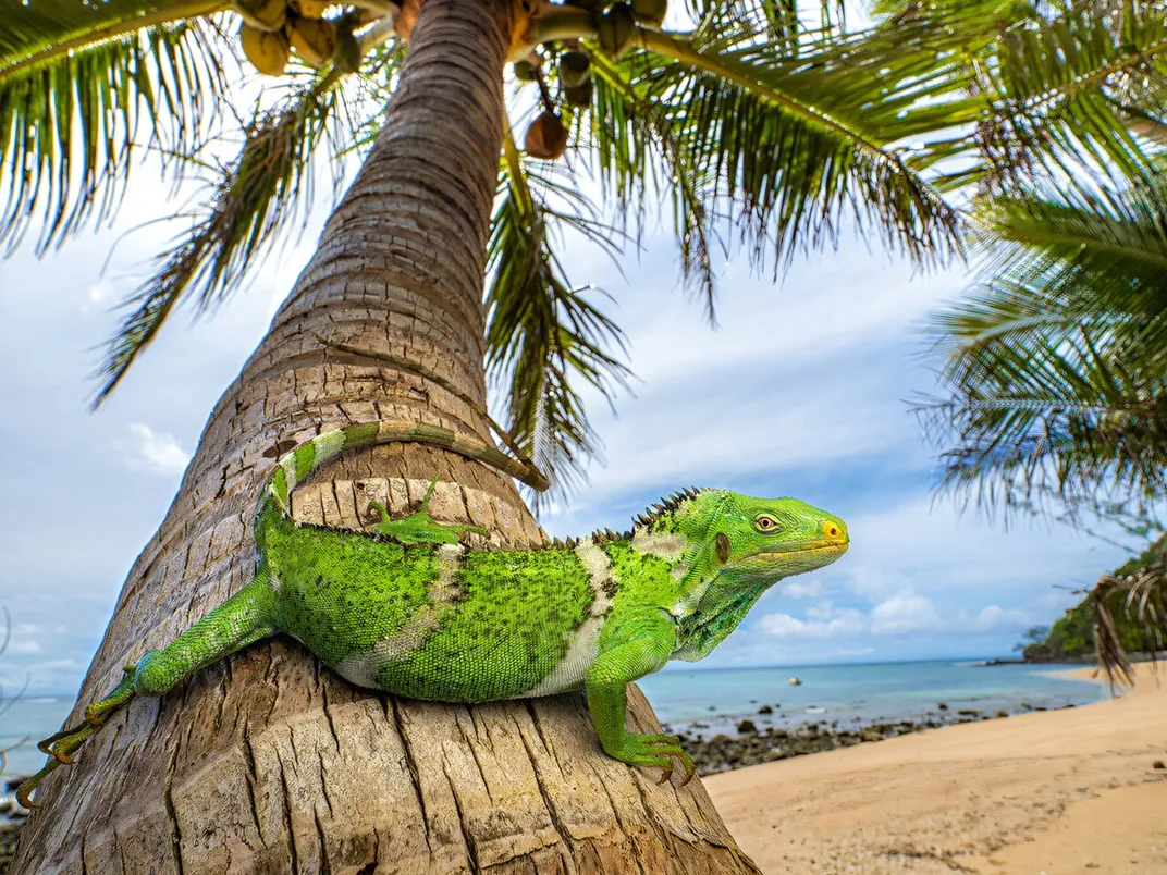 an iguana sits on a tree trunk on a beach