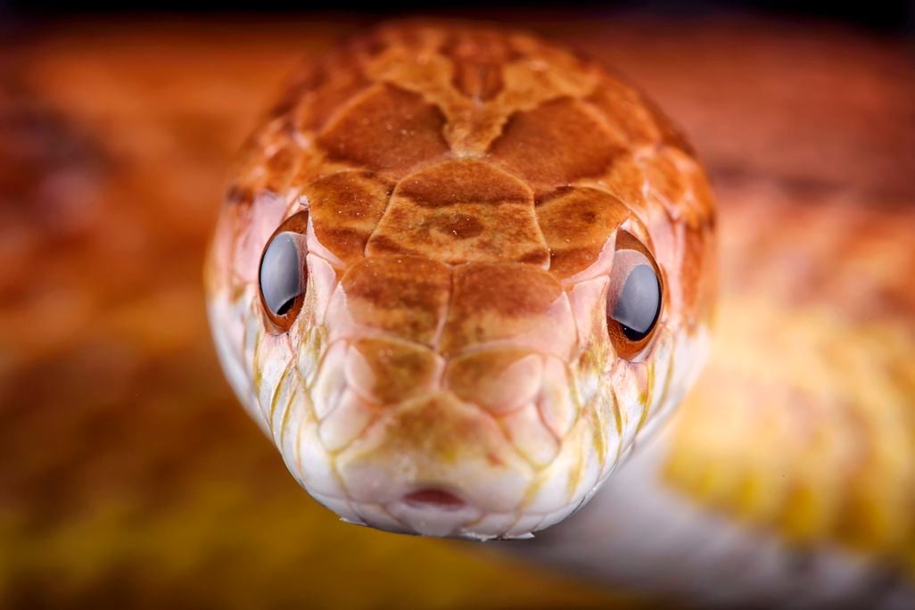 snake