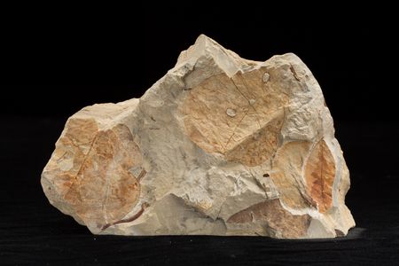 Fossil plants reveal information about the temperature and precipitation of past climates. Scientists use what they learn from fossil plants to inform their research on modern climate change (USNM PAL 606436, Smithsonian) 