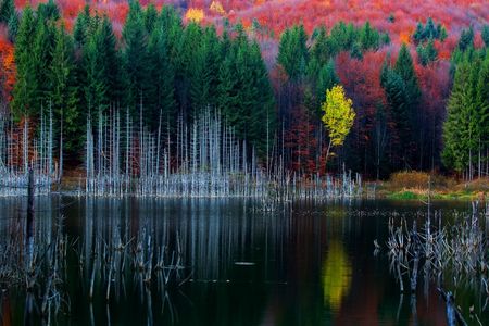 Fall Foliage on Cuejdel Lake, Neamt, Romania