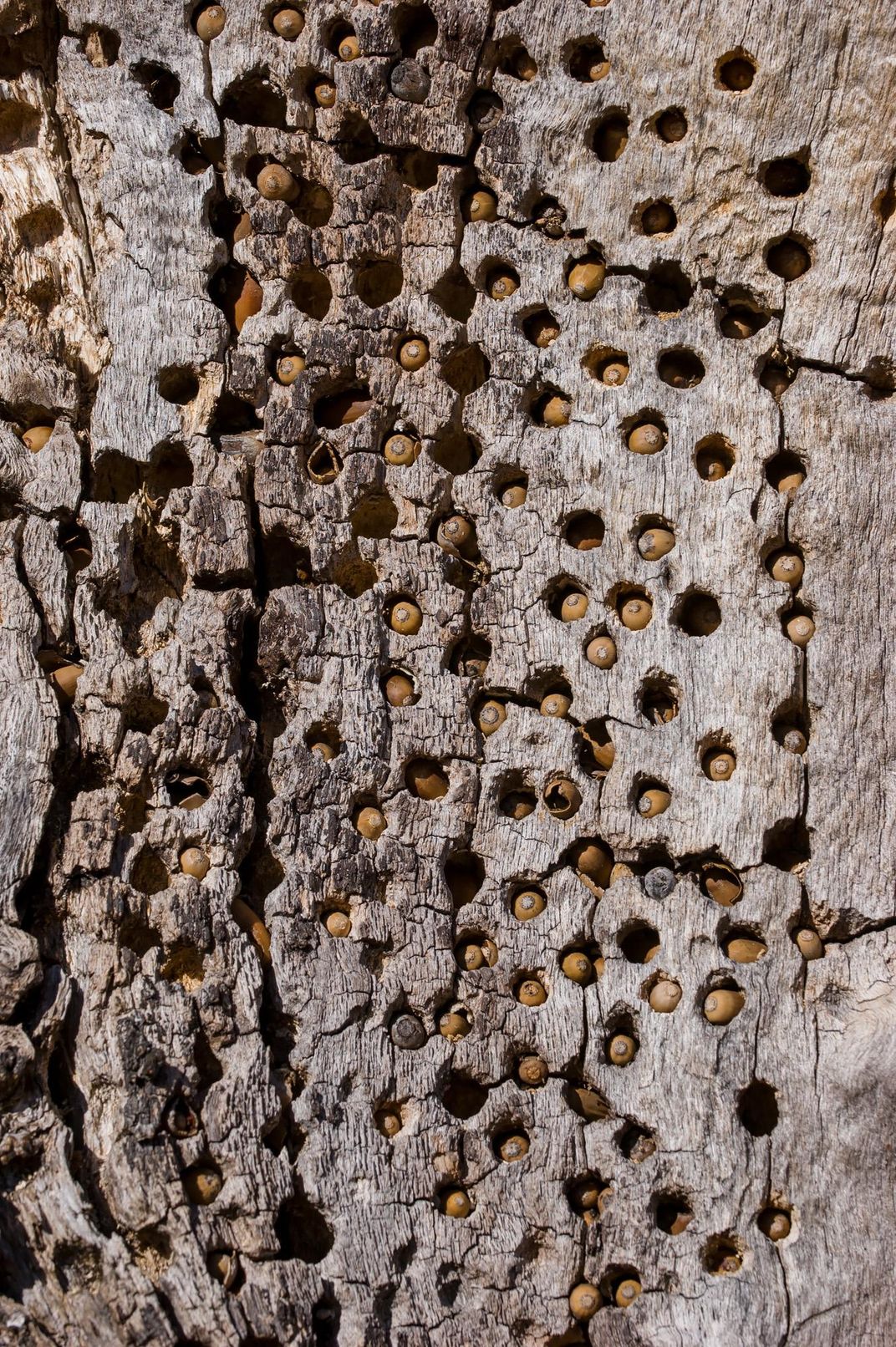 Woodpecker granary 