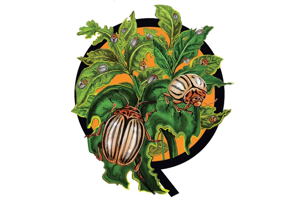 Illustration of North American invasive species