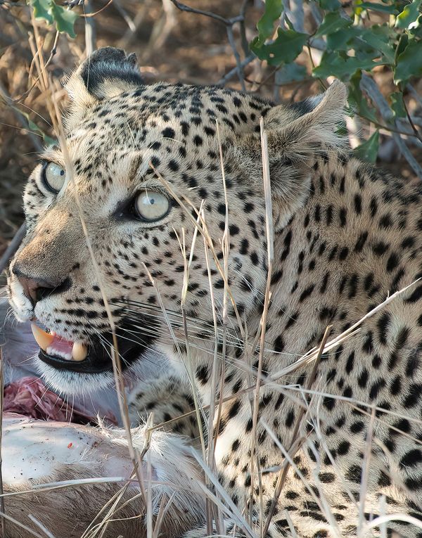 Leopard and its Kill thumbnail