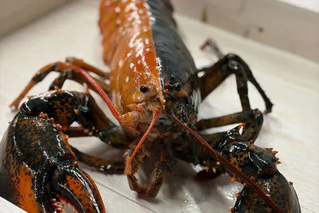 The two-toned lobster will go on display at the&nbsp;Woods Hole Science Aquarium&nbsp;when it reopens next year.