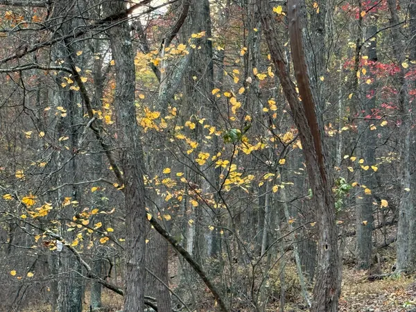 abstract landscape West Virginia thumbnail