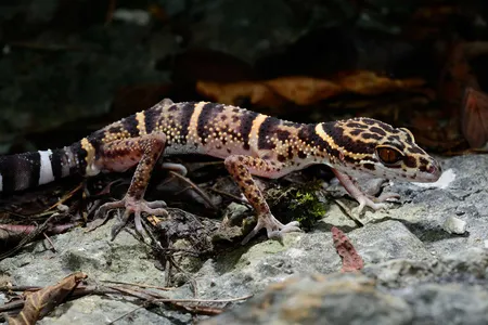 A Libo leopard gecko (Goniurosaurus liboensis). After this species of cave gecko was first described in 2013, it quickly appeared online for sale. 