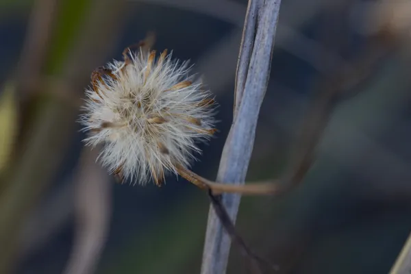 Fragile Sphere thumbnail