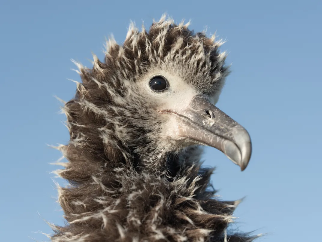the head of a young albatross