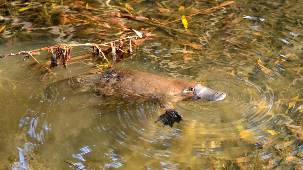 A platypus, facing right and floating on the water's surface, swims in a leafy waterway