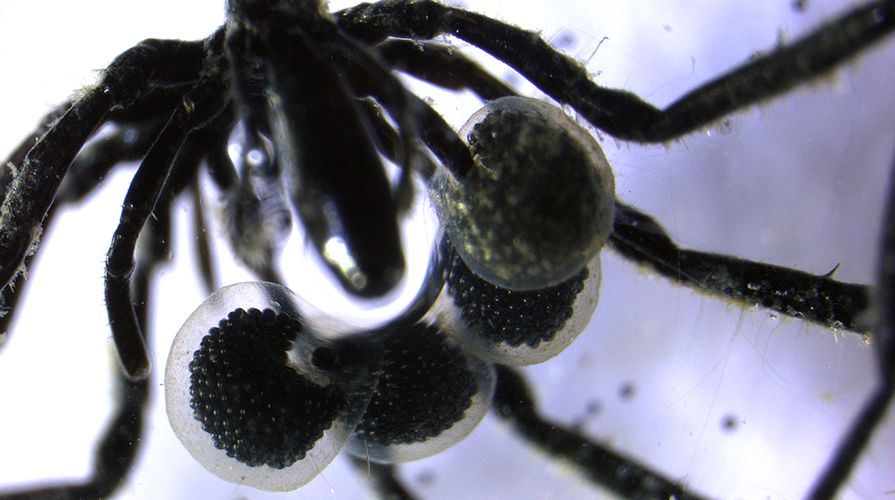 a closeup of a sea spider with egg cases
