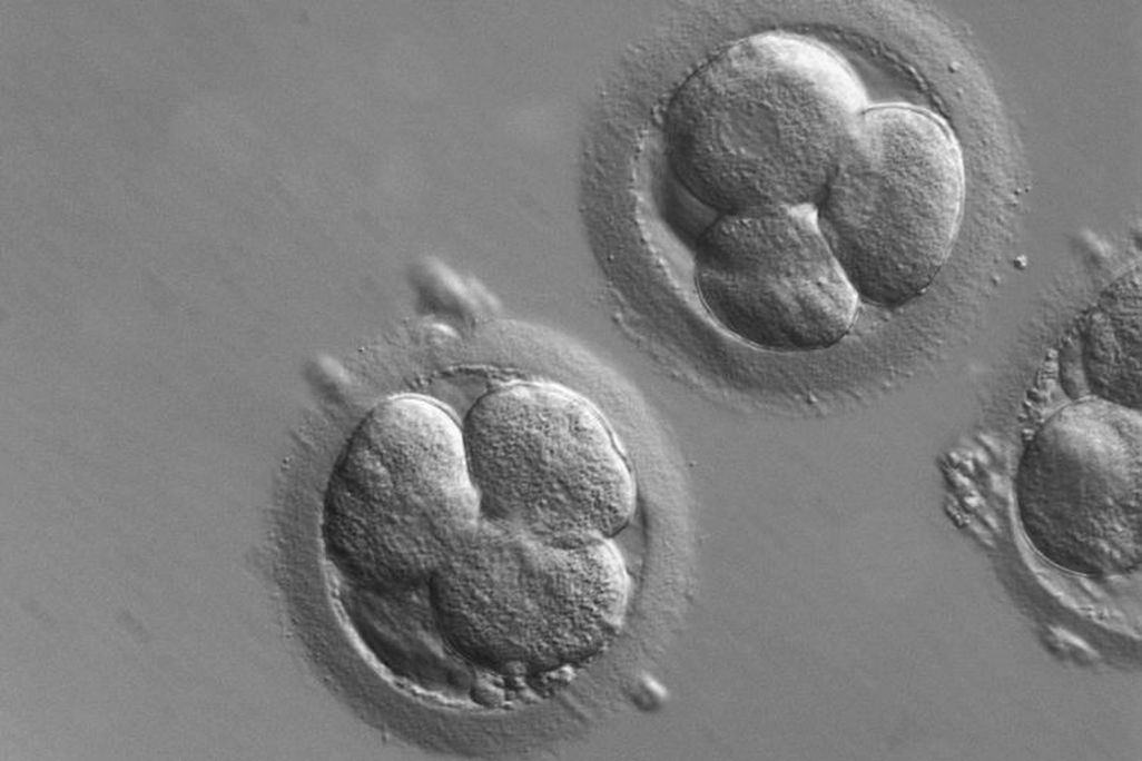 Human Embryos