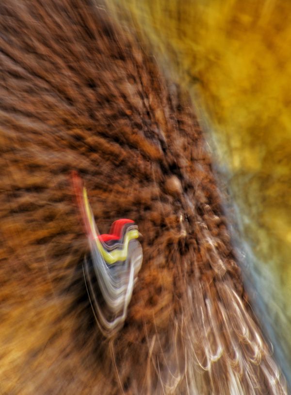 Acorn Woodpecker Abstract thumbnail