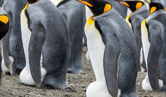 Several grey, white and orange king penguins perch on top of their eggs, which are snuggly sheltered under a flap of their flabby skin between their feet.