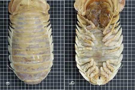 A new species of giant isopod,&nbsp;Bathynomus yucatanensis
