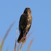 An 'Extremely Rare' Half-Male, Half-Female Bird Temporarily Took Up Residence Outside of Chicago icon