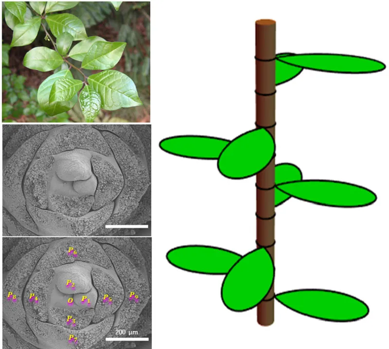  Orixa Japonica Model