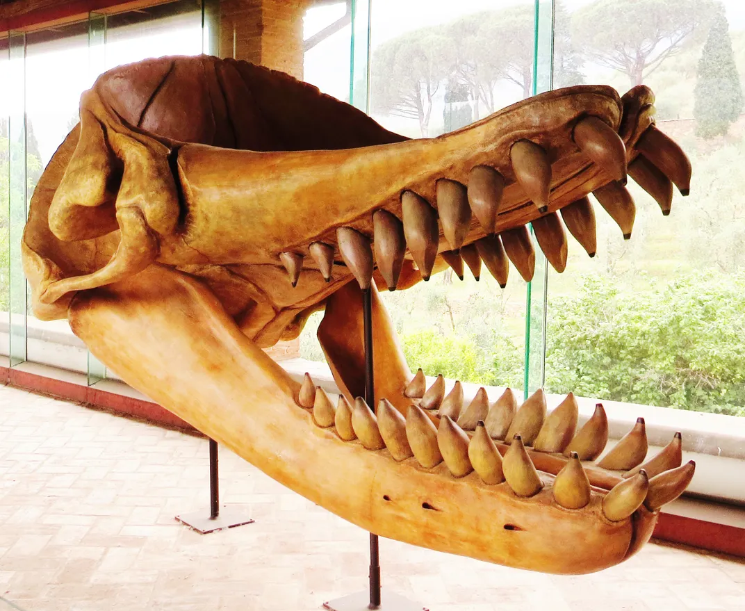 the skull of a giant, prehistoric predatory whale