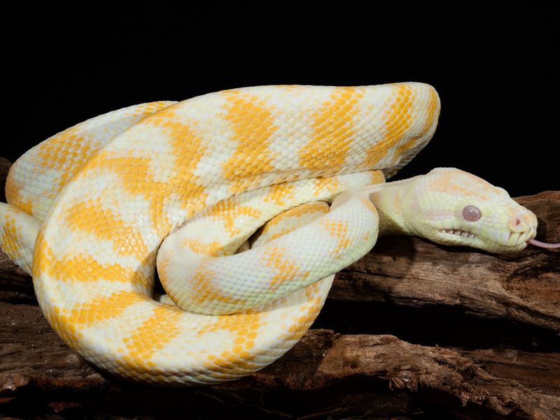 Albino Python Smithsonian Photo Contest Smithsonian Magazine 9230