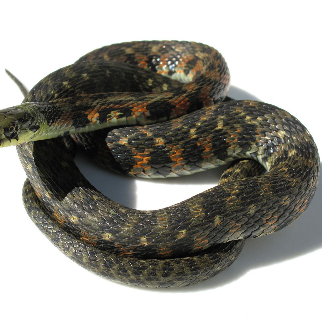 main_rhabdophis_tigrinus_img_6