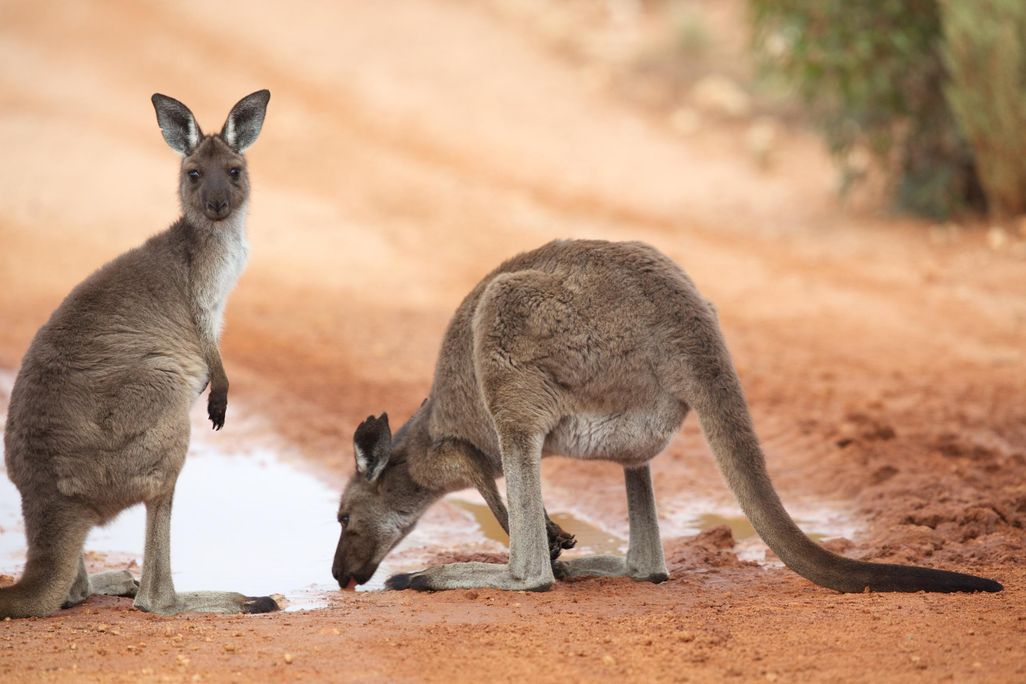 Roos In Road