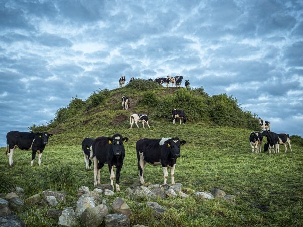 Kings of the hill, Nobber, County Meath, Ireland thumbnail