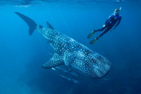 Researcher Mark Meekan swims with a whale shark, which can grow up to 60 feet long, making them the world's largest fish.