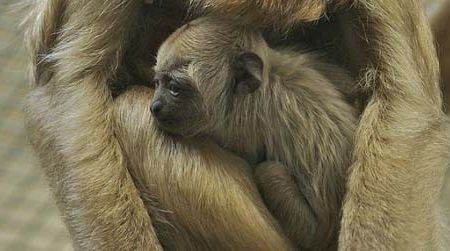 The National Zoo’s newest addition, a baby howler monkey.