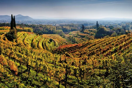 Friuli-Venezia Giulia’s vineyards benefit from the breezy, sunny microclimate created by their equidistance from the Austrian Alps to the north and the Adriatic Sea to the south.