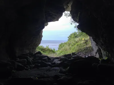 How Did Two Wolves End Up on This Remote Island Thousands of Years Ago? Researchers Think Humans Brought Them There, Then Cared for Them image