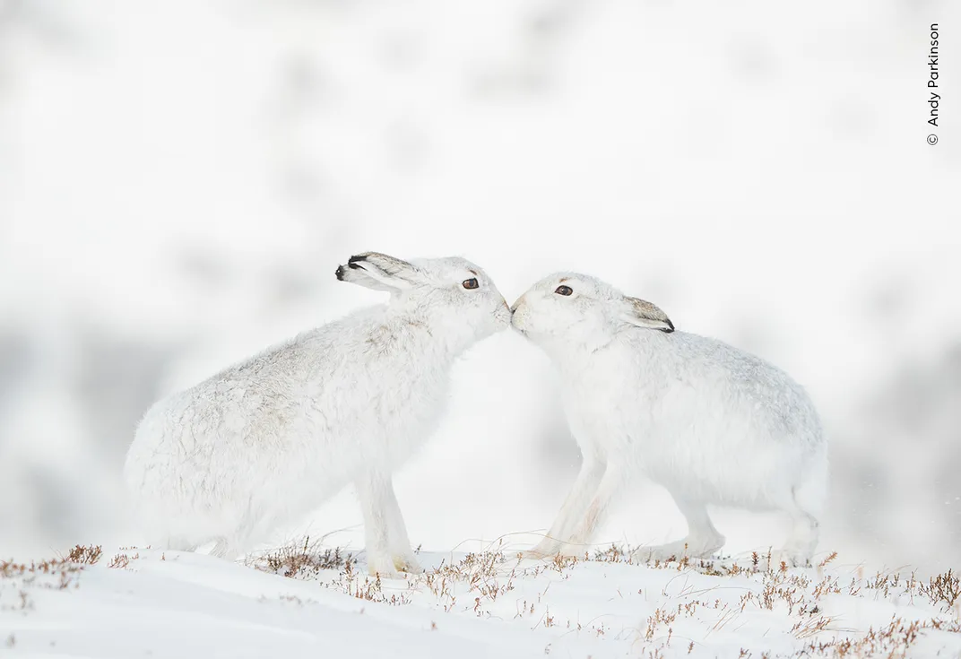 Two hares nose-to-nose against a snowy backdrop