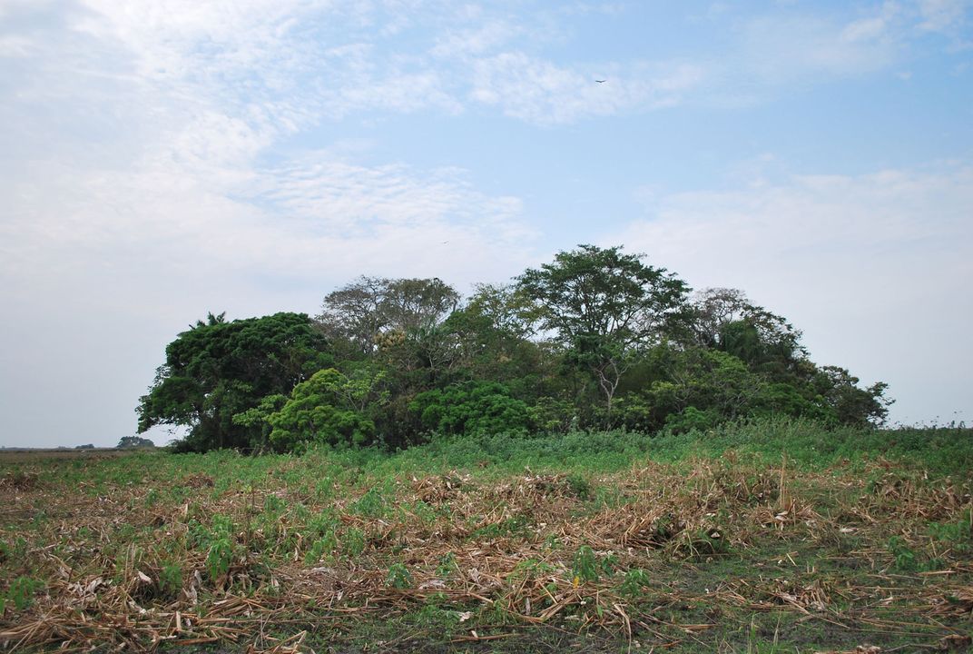 Forest Mound