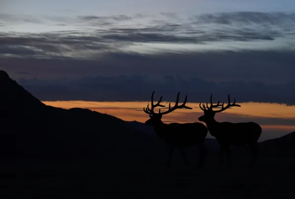 Elks before sunrise. thumbnail