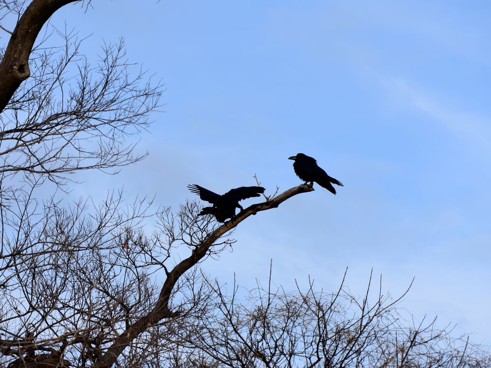 Crows Convene | Smithsonian Photo Contest | Smithsonian Magazine
